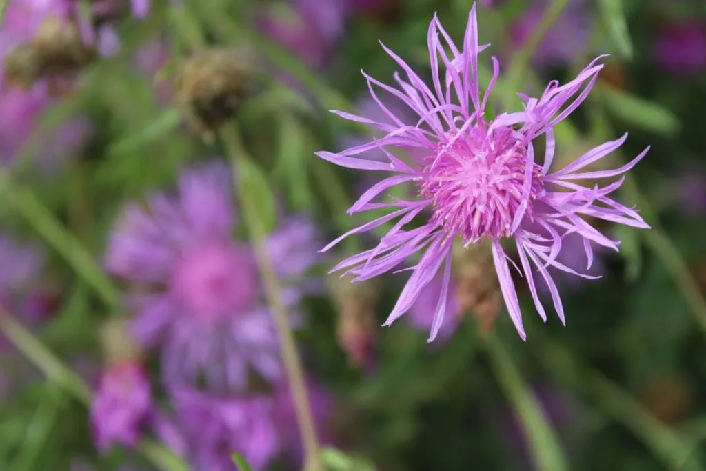 Hoe gebruik je Bokeh in je foto's? 11 Bokeh voorbeeld
