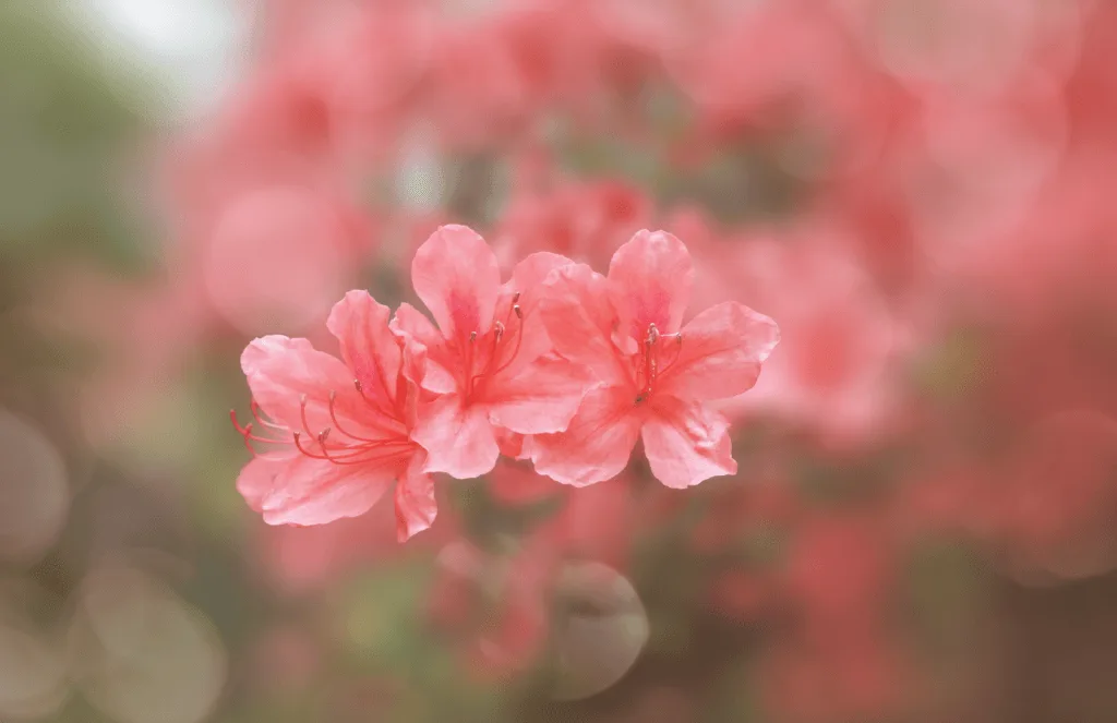 Hoe gebruik je Bokeh in je foto's? 18 Bokeh voorbeeld