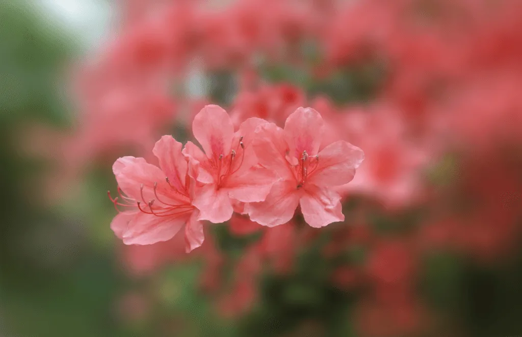 Hoe gebruik je Bokeh in je foto's? 17 Bokeh voorbeeld