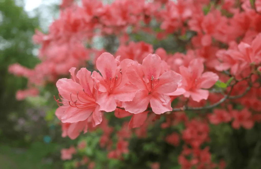 Hoe gebruik je Bokeh in je foto's? 16 Bokeh voorbeeld