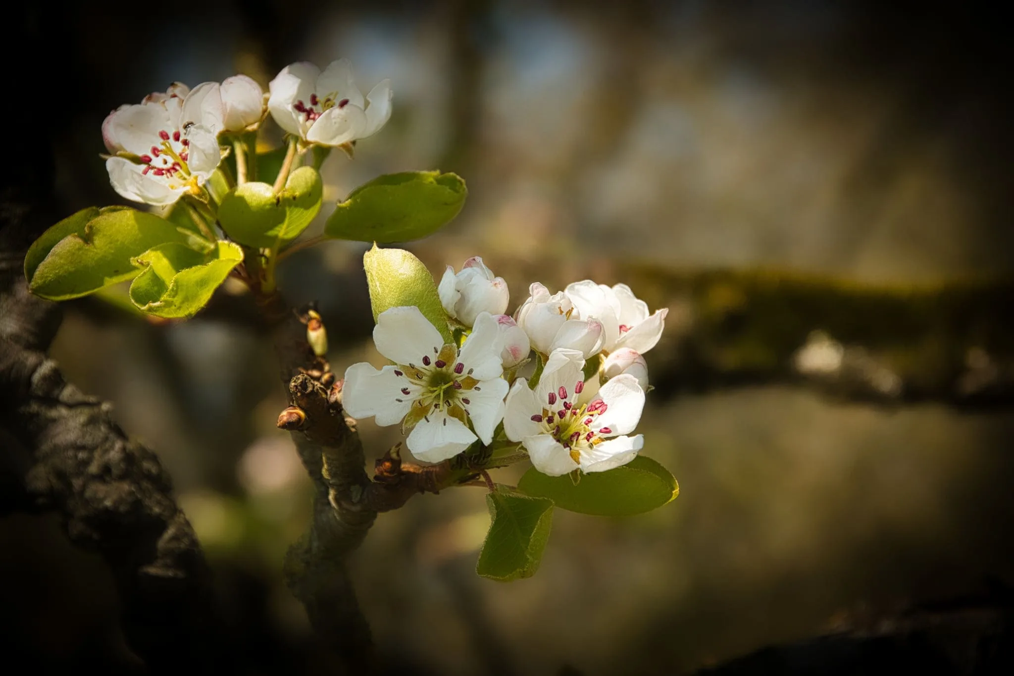 Hoe gebruik je Bokeh in je foto's? 13 Bokeh voorbeeld