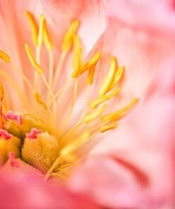 Foto Buddy 1 + Verzamelalbum 27 macrofoto