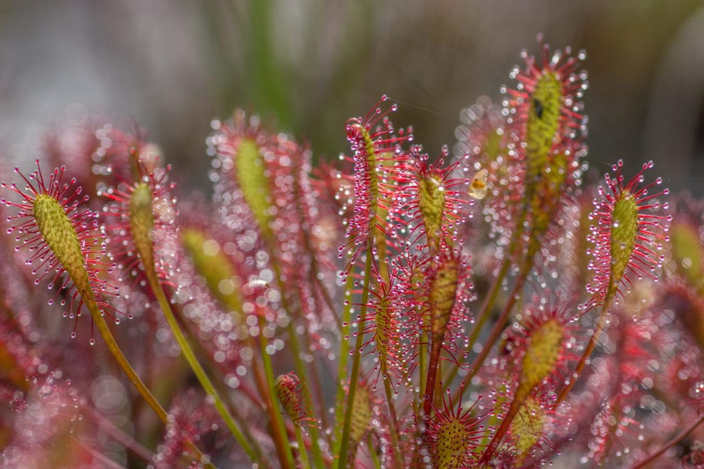Fotograferen in de Amsterdamse Waterleidingduinen 9 Fotografie Ploeg Benelux B.V. Zonnedauw vleesetend plantje amsterdamsse waterleidingduinen