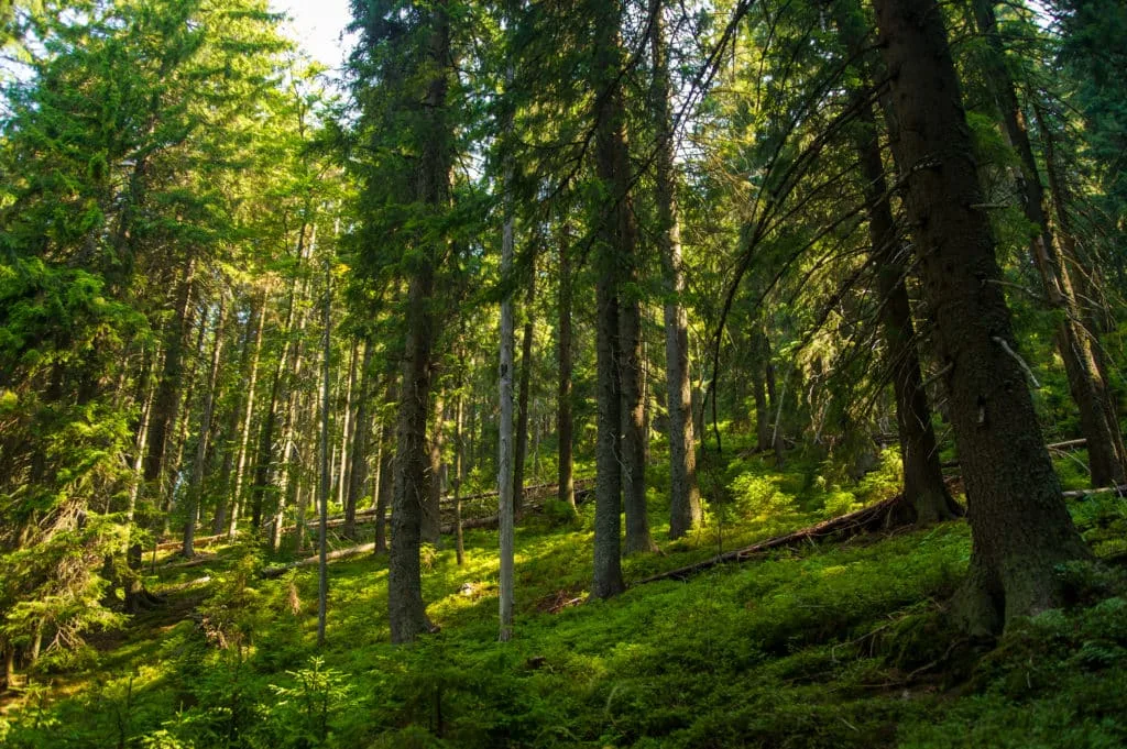 De beste tips en leukste ideeën om de lente op zijn mooist vast te leggen 13 Fotografie Ploeg Benelux B.V. beautiful pine trees mountains