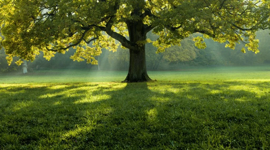 De mooiste zomerse plaatjes: 20 tips bij het fotograferen met hard licht 2 Fotografie Ploeg Benelux B.V. beautiful tree middle field covered with grass with tree line background