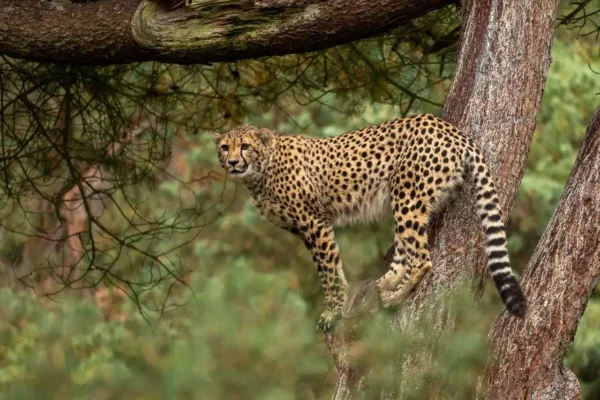 Workshop Dierenfotografie - Beekse Bergen 30 Fotografie Ploeg Benelux B.V. beekse bergen ellen penning Beekse Bergen Ellen00002 3