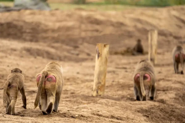 Workshop Dierenfotografie - Beekse Bergen 32 Fotografie Ploeg Benelux B.V. beekse bergen ellen penning Beekse Bergen Ellen00003 4