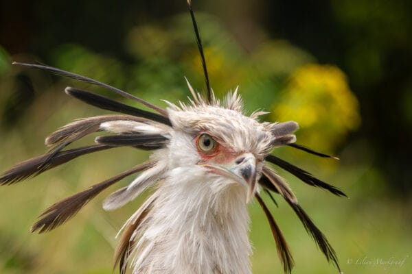 Workshop Dierenfotografie - Beekse Bergen 29 Fotografie Ploeg Benelux B.V. beekse bergen lilian markgraaf Secretarisvogel WSBB 1 1