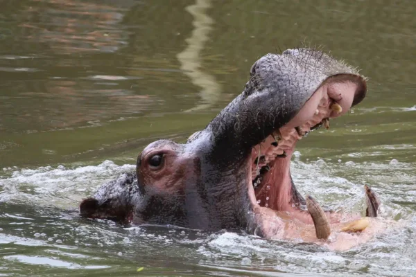 Workshop Dierenfotografie - Beekse Bergen 28 Fotografie Ploeg Benelux B.V. beekse bergen nelma lankhaar Nijlpaard BB 1e 6