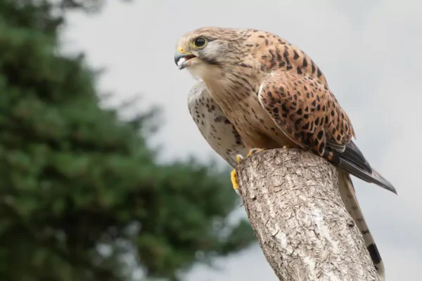 Workshop Dierenfotografie - Beekse Bergen 31 Fotografie Ploeg Benelux B.V. beekse bergen petra frings Valk op stam 2