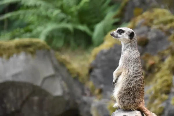 Workshop Dierenfotografie - Beekse Bergen 27 Fotografie Ploeg Benelux B.V. beekse bergen suzanne van loon DSC 0064 2 7