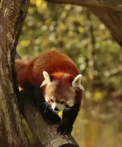 Fotografie Ploeg Benelux B.V. beekse bergen white lady IMG 2509 Rode Panda 5 1