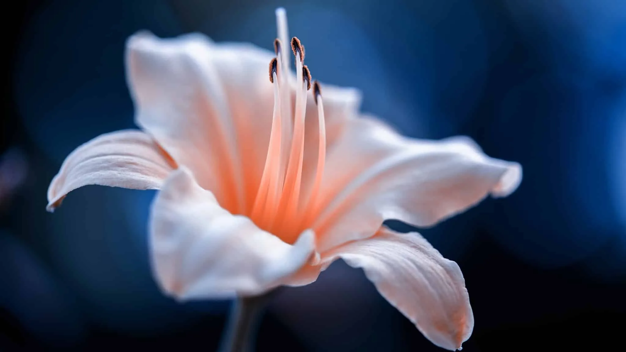 Macrofotografie Workshop