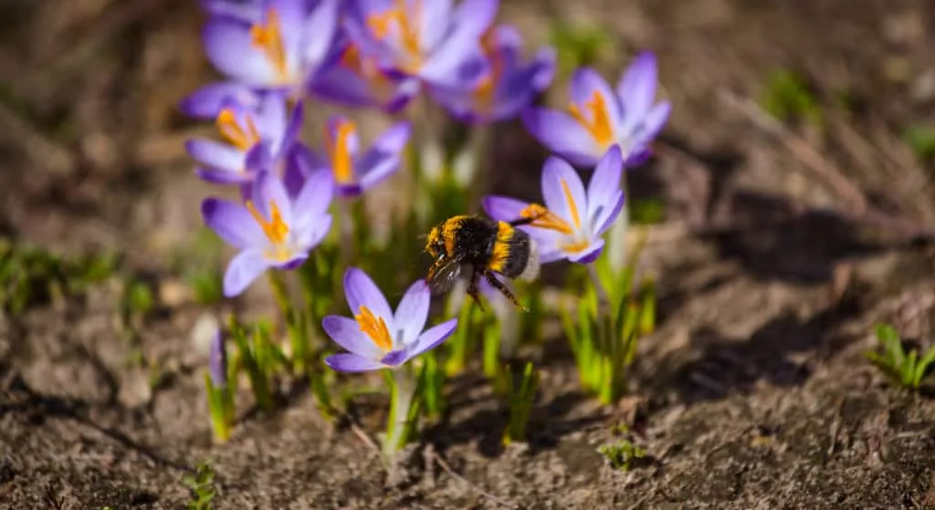 Zo maak je de mooiste foto's van krokussen 13 Fotografie Ploeg Benelux B.V. bumblebee gathers pollen blooming spring crocus flower