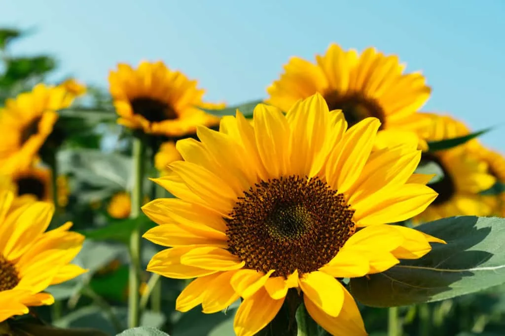 De mooiste zomerse plaatjes: 20 tips bij het fotograferen met hard licht 17 Fotografie Ploeg Benelux B.V. close up sun flower
