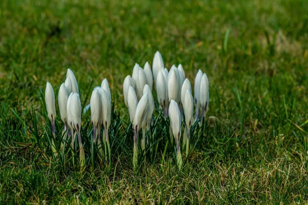 Zo maak je de mooiste foto's van krokussen 4 Fotografie Ploeg Benelux B.V. closeup shot beautiful white spring crocus flowers growing green grass