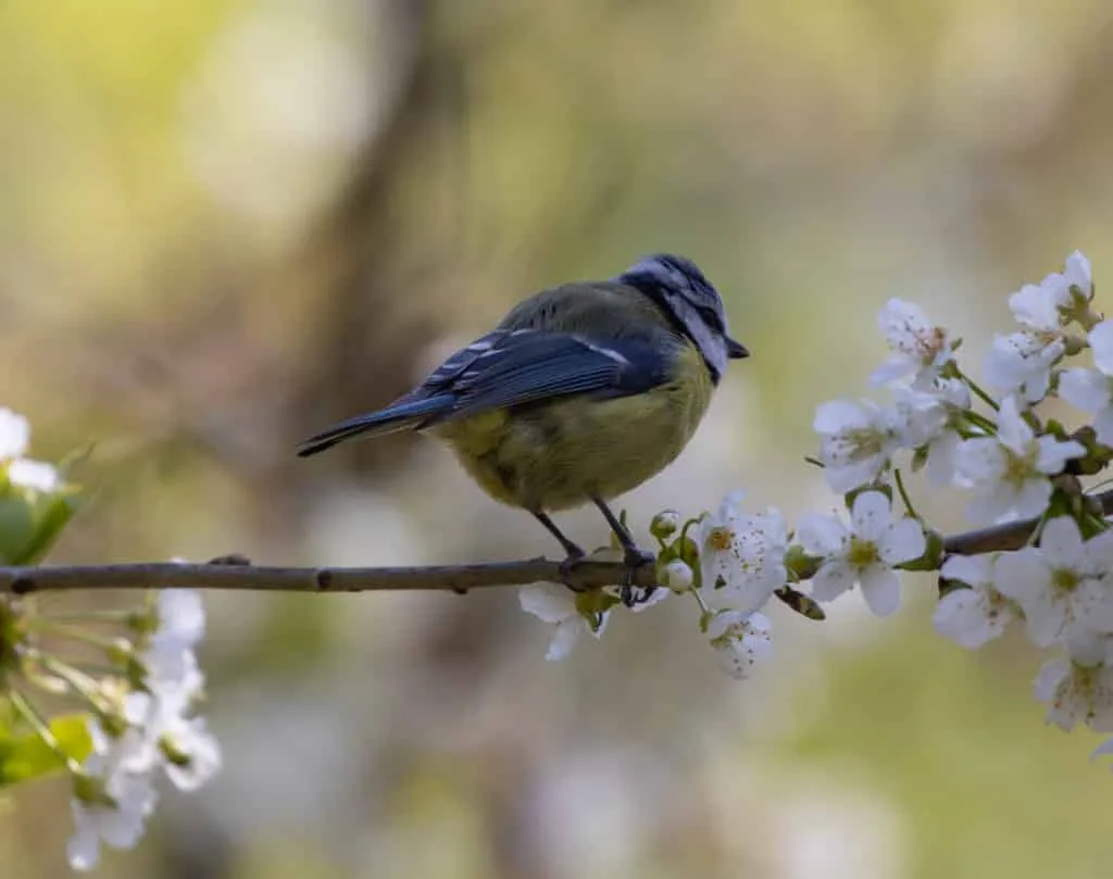 De beste tips en leukste ideeën om de lente op zijn mooist vast te leggen 11 Fotografie Ploeg Benelux B.V. closeup shot eurasian blue tit perched tree branch with cherry blossoms
