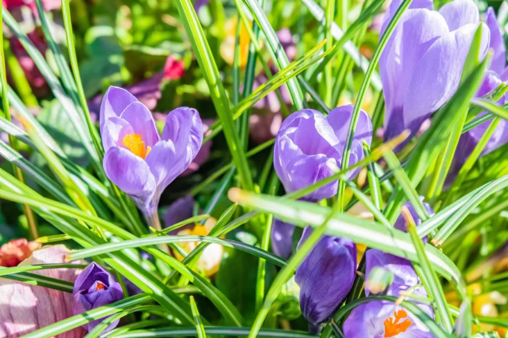 Zo maak je de mooiste foto's van krokussen 3 Fotografie Ploeg Benelux B.V. closeup shot purple white spring crocus flowers
