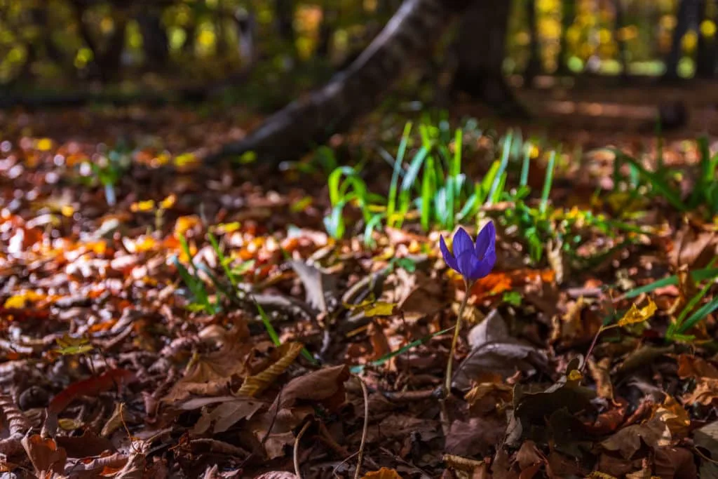 Zo maak je de mooiste foto's van krokussen 6 Fotografie Ploeg Benelux B.V. crocus flower yellow autumn forest