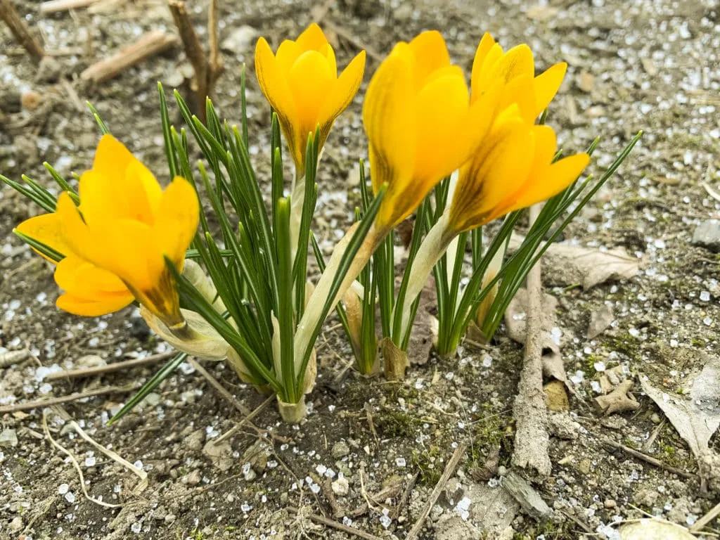 Zo maak je de mooiste foto's van krokussen 12 Fotografie Ploeg Benelux B.V. first spring flowers crocuses still frozen ground studio photo