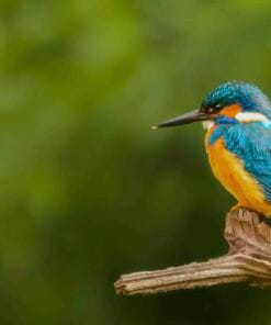 Fotografie Ploeg Benelux B.V. foto buddy vogel en dierenfotografie voorbeeld 11 scaled 1