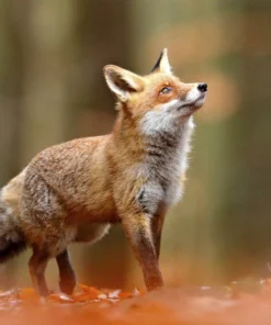 Foto Buddy 1 + Verzamelalbum 21 Fotografie Ploeg Benelux B.V. foto buddy vogel en dierenfotografie voorbeeld 4 1