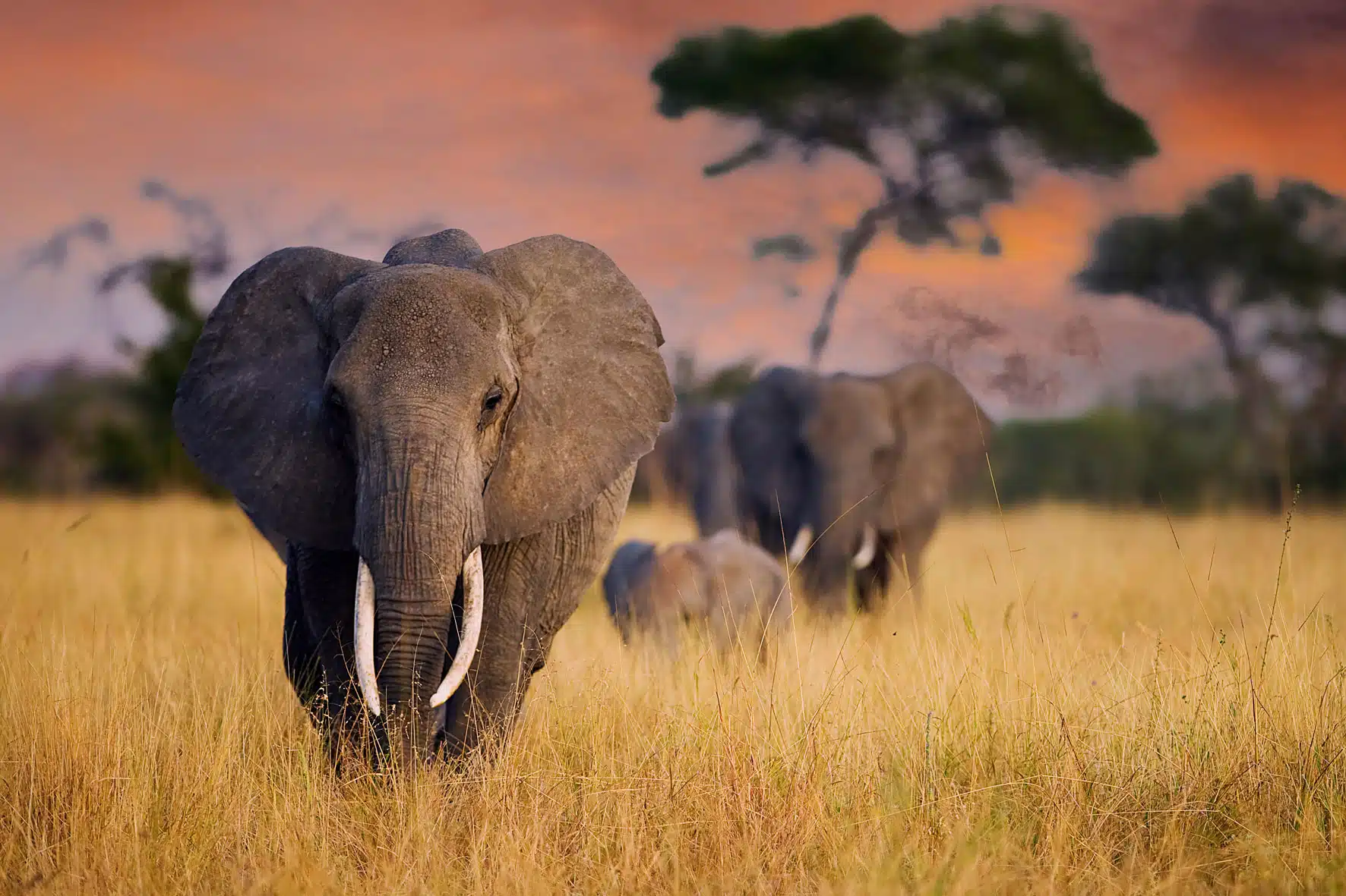 Foto Buddy - Vogelfotografie - Dierenfotografie - Voorbeeld 6