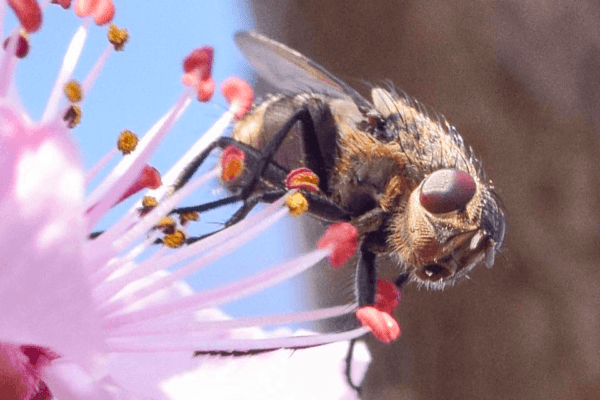 Fotografie Ploeg Benelux B.V. fotograferen macro fotografie challenge hanneke