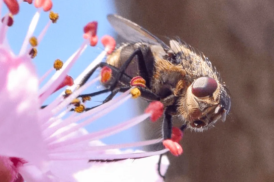 Wat is macrofotografie? 9 Macrofotografie7