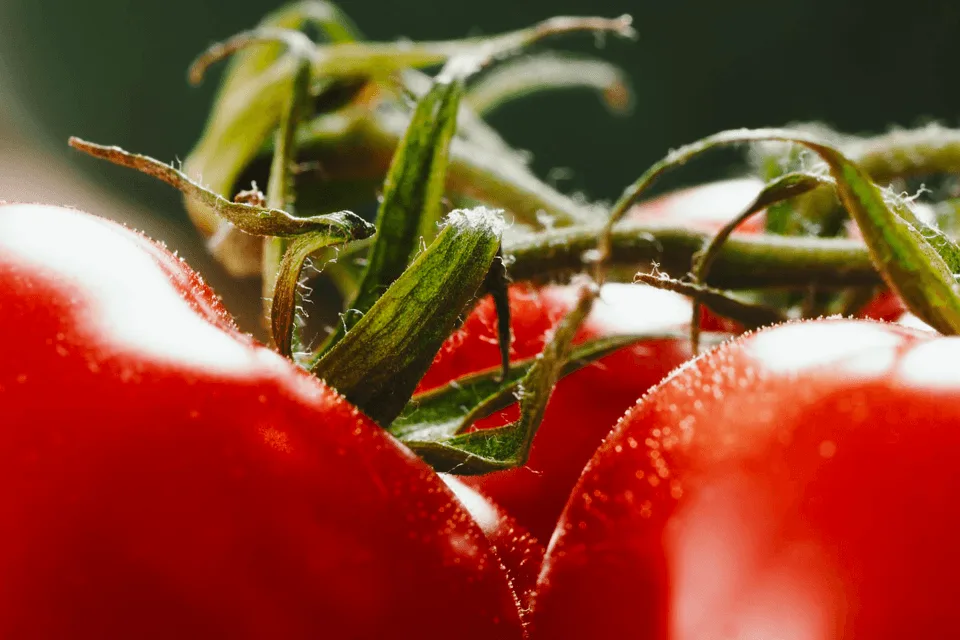 Wat is macrofotografie? 8 Macrofotografie6