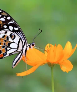 Fotografie Workshop Macro- en Vlinderfotografie - Orchideeenhoeve