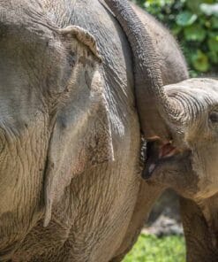 Workshop Dierenfotografie Burgers' Zoo - 12 september 2025