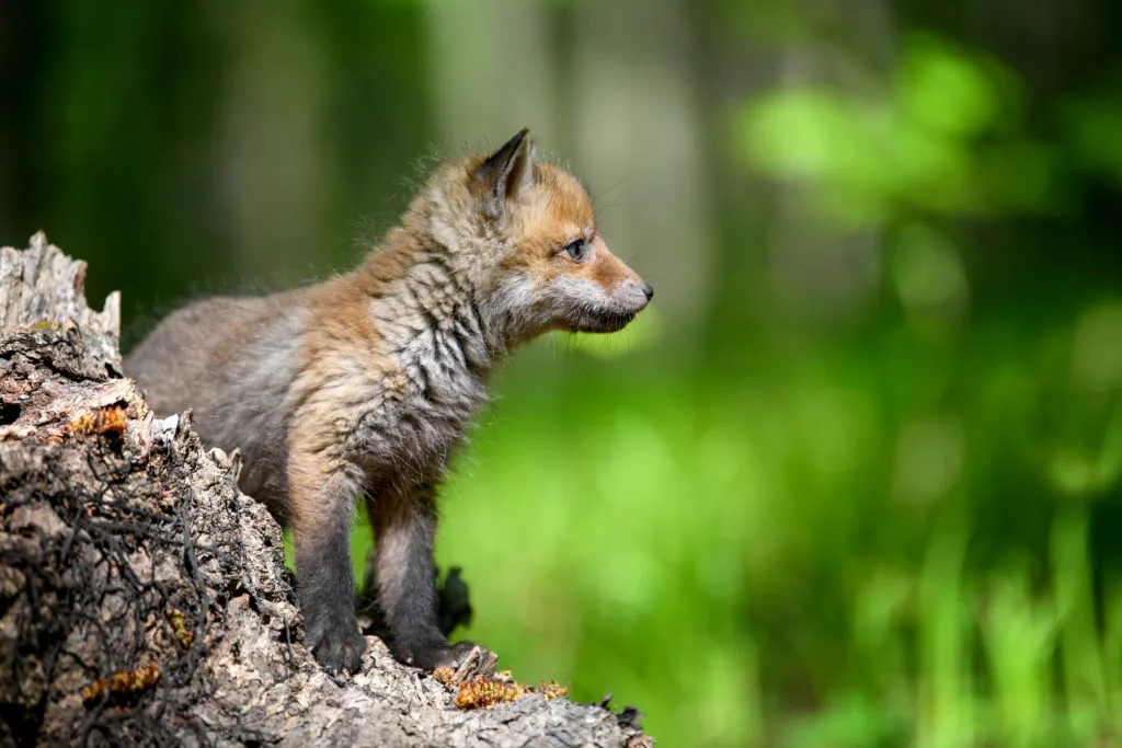 De beste tips en leukste ideeën om de lente op zijn mooist vast te leggen 8 Fotografie Ploeg Benelux B.V. little red fox forest stump