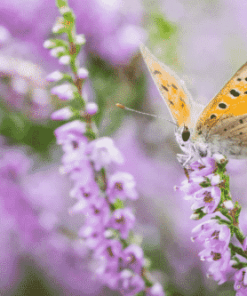 Macro Fotografie Cursus Online