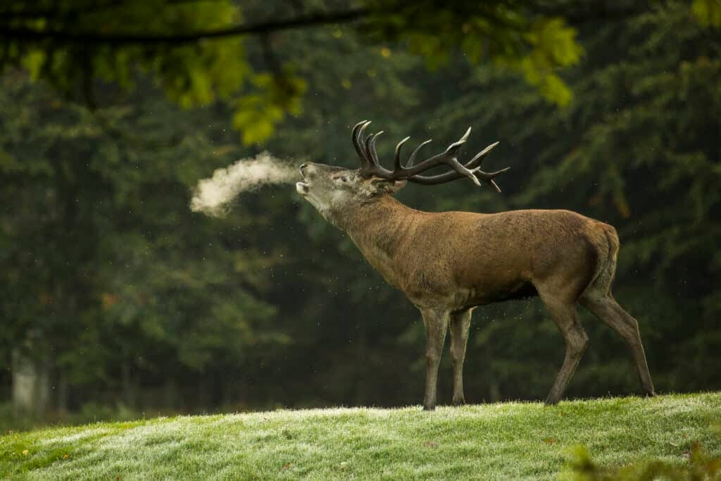 De Dutch Big Five 5 dutch big five