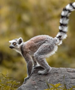 Workshop Dierenfotografie Hoenderdaell - Vrijdag 7 november 2025