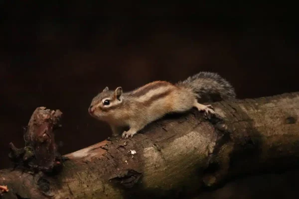 Workshop Siberische Eekhoorn - Tilburg 20 Fotografie Ploeg Benelux B.V. siberische eekhoorns kim thomassen
