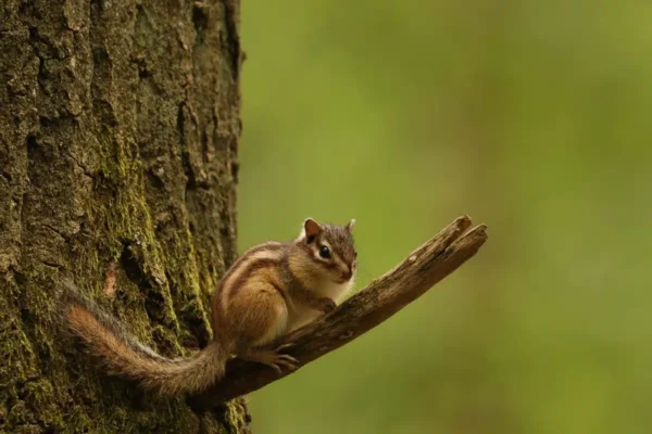 Workshop Siberische Eekhoorn - Tilburg 15 Fotografie Ploeg Benelux B.V. siberische eekhoorns patricia bouwman