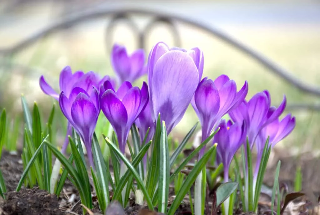 Zo maak je de mooiste foto's van krokussen 9 Fotografie Ploeg Benelux B.V. spring crocus flowers first crocuses sunny morning bokeh background