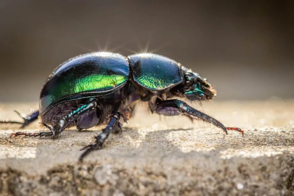 De mooiste zomerse plaatjes: 20 tips bij het fotograferen met hard licht 15 Fotografie Ploeg Benelux B.V. spring dor beetle trypocopris vernalis close up macro photo