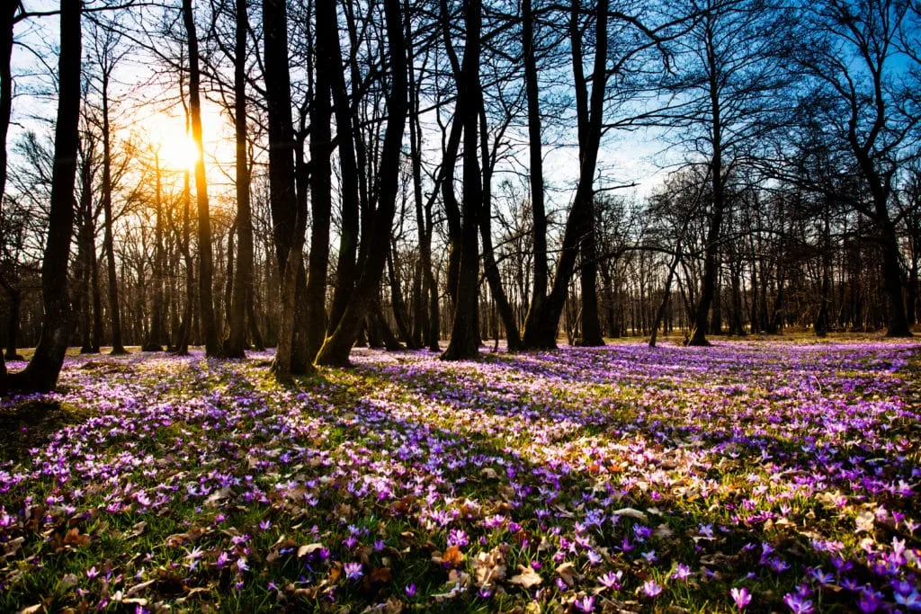 Zo maak je de mooiste foto's van krokussen 10 Fotografie Ploeg Benelux B.V. spring saffron grass carpet park beautiful nature flowers inspiration planet earth flower blossom sunset