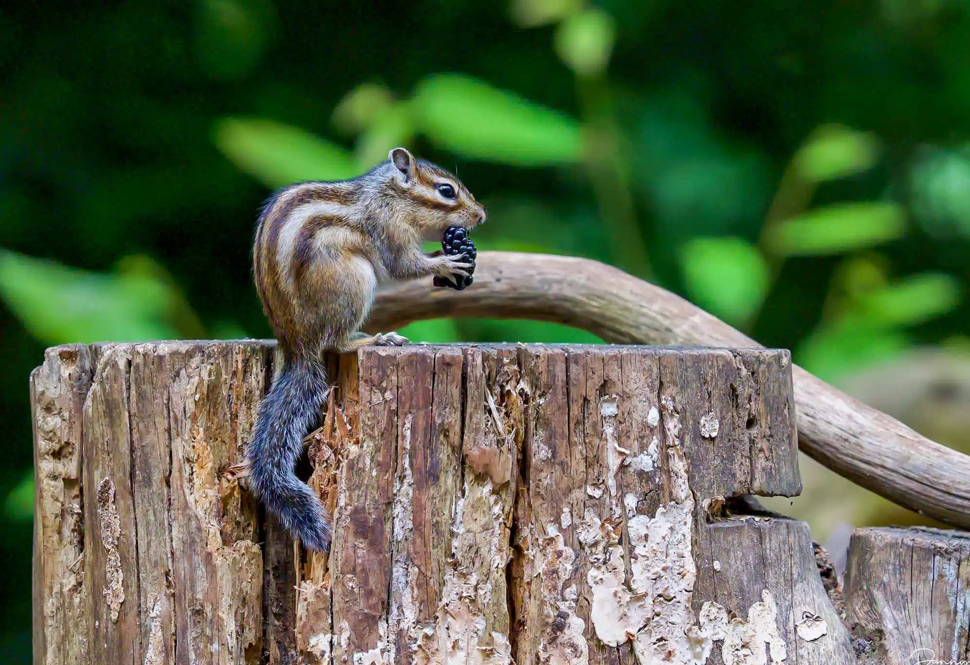 Workshop Siberische Eekhoorn - Tilburg 5 Fotografie Ploeg Benelux B.V. workshop siberische eekhoorn tilburg 3