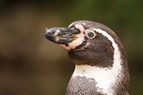 Fotografie Ploeg Benelux B.V. fotografie workshop dierenfotografie aqua zoo 10
