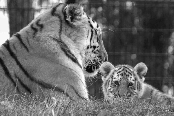 Fotografie Ploeg Benelux B.V. fotografie workshop dierenfotografie aqua zoo 11