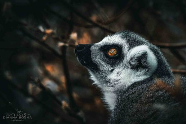 Fotografie Ploeg Benelux B.V. fotografie workshop dierenfotografie aqua zoo 3