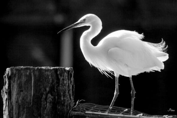 Fotografie Ploeg Benelux B.V. fotografie workshop dierenfotografie aqua zoo 7