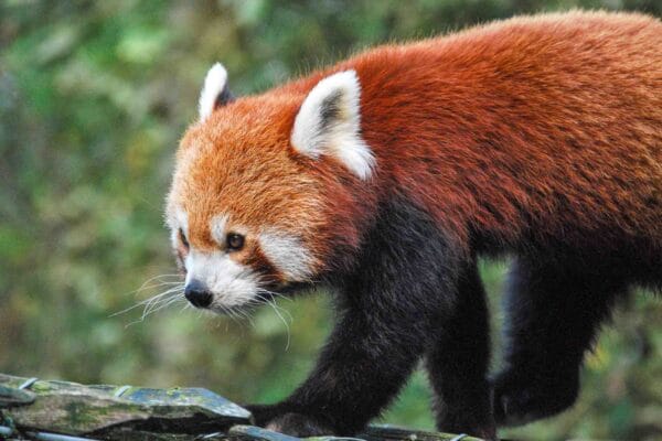 Fotografie Ploeg Benelux B.V. fotografie workshop dierenfotografie aqua zoo 8