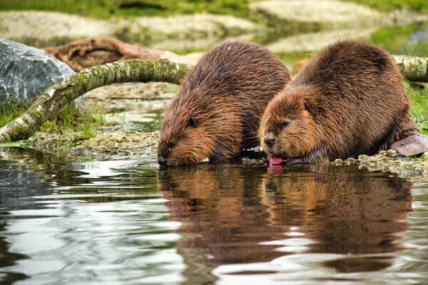 Fotografie Ploeg Benelux B.V. fotografie workshop dierenfotografie aqua zoo 9