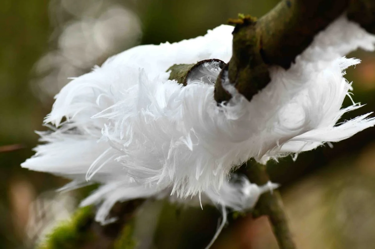 exidiopsis effusa fungus Fotografie Ploeg Benelux B.V. ijshaar fotograferen hoe waar wanneer 1