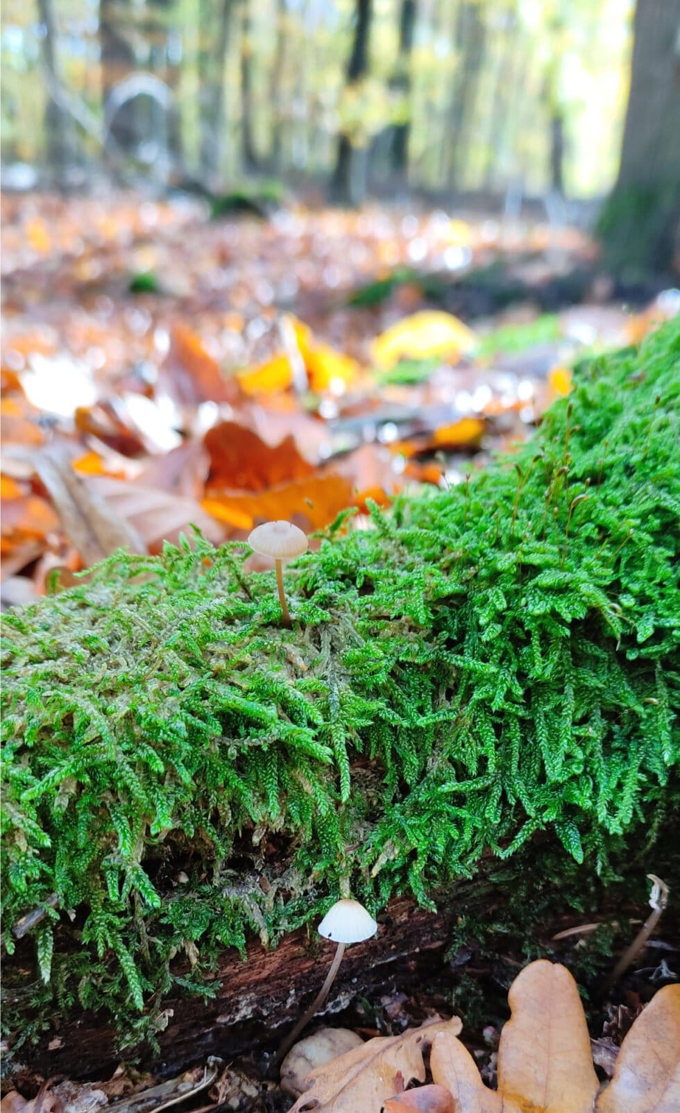 Fotografie Ploeg Benelux B.V. Paddenstoel Voor 1 980x1604 1